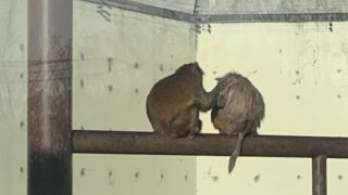 野生動物を“飼う”ということ②