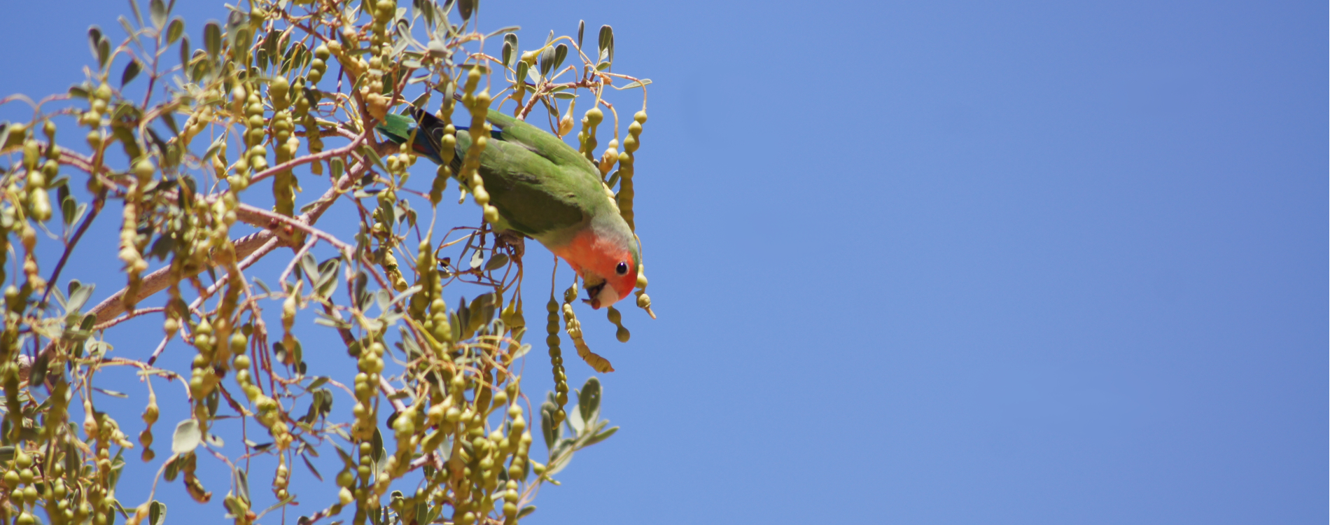 love bird in namibia pc