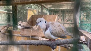 【動物展示施設】ふれあい動物園を調査しました【兵庫県】