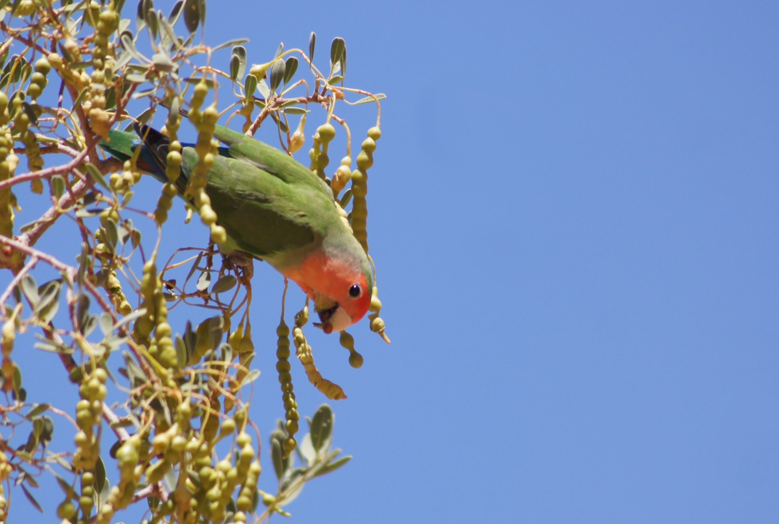 love bird in namibia mobile