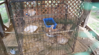 【動物展示施設】劣悪なふれあい動物園へのアクションを継続しています②【兵庫県】