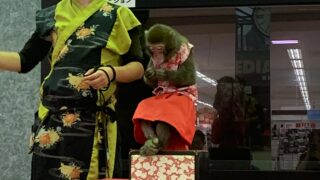 【動物利用事業】猿回しイベントを調査しました【兵庫県】