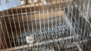 【動物関連法規】鳥類・爬虫類・犬猫以外の哺乳類を扱うペットショップから見る、動愛法の問題点