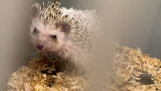 【動物保護】重度の皮膚糸状菌症のヨツユビハリネズミ