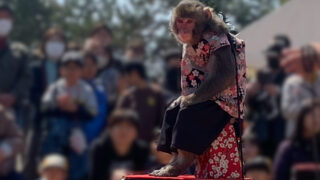 【動物利用事業】イベントでの猿回しの中止を求めてアクションしています①【兵庫県】