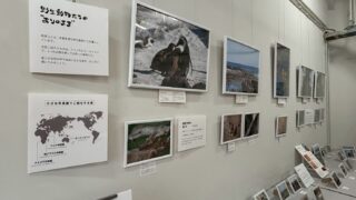 小さな写真展「自然に生きる動物たち」開催しました