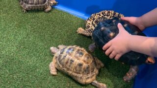 【動物利用事業】移動ふれあい水族館イベントに関し調査と要望書の提出を行いました【兵庫県】